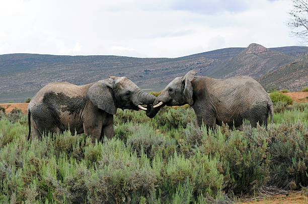  Kenya Safari Deals 2026–2027 